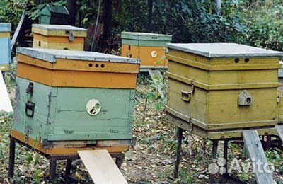 Пчелосемья/улей/Пчелы продам купить на Зозу.ру - фотография № 1