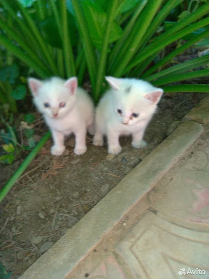 Белые котята, котик, котенок купить на Зозу.ру - фотография № 1