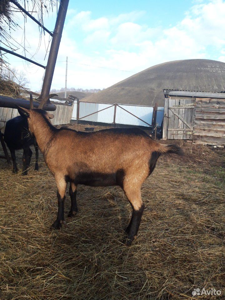 Продаются высокоудойные козы купить на Зозу.ру - фотография № 3