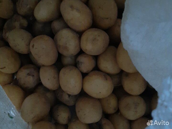 Продаю картошку купить на Зозу.ру - фотография № 3