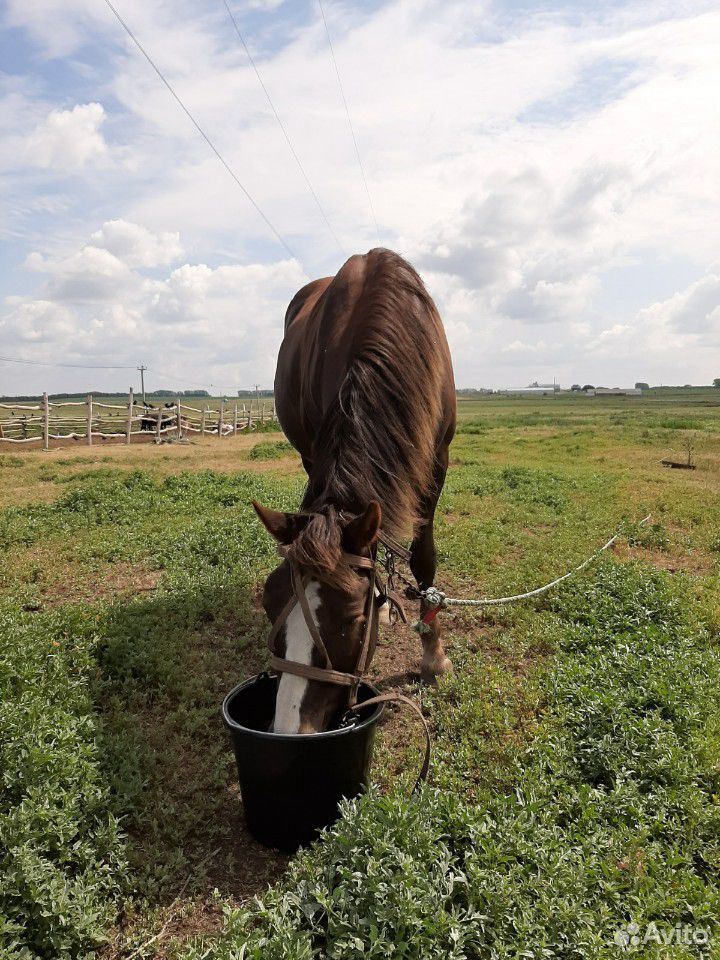 Лошадь с жеребёнком купить на Зозу.ру - фотография № 3
