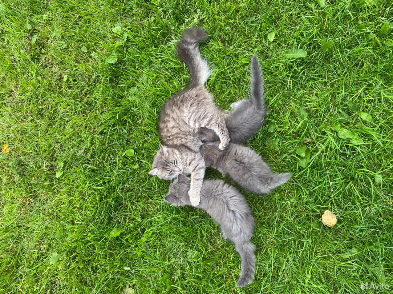 Котёнок в добрые руки купить на Зозу.ру - фотография № 4