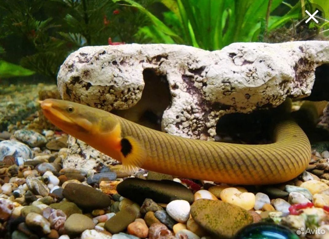 фото рыб похожих на змей