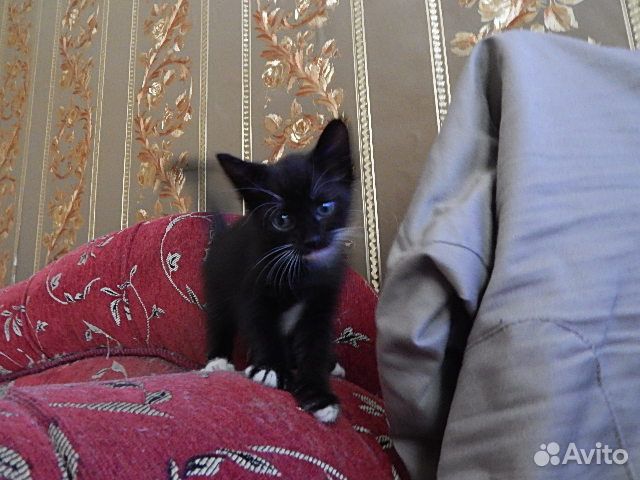 Тайско-русская семья У нас тут котики-котята купить на Зозу.ру - фотография № 8