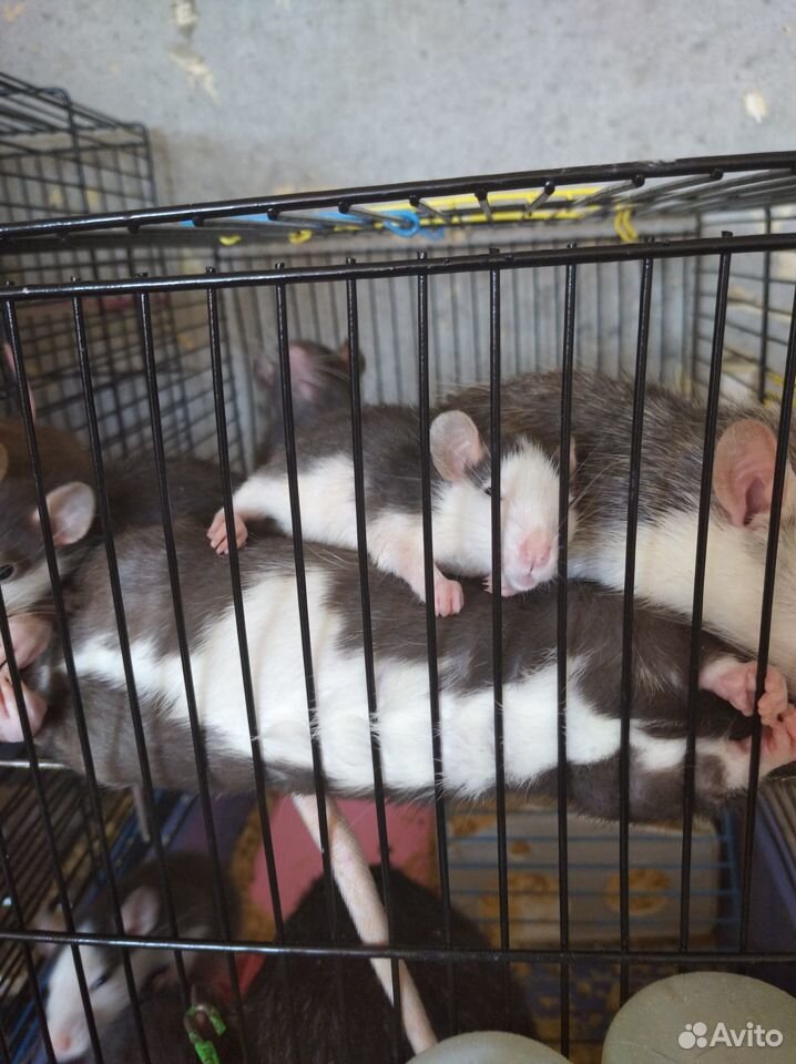 Крысы купить на Зозу.ру - фотография № 1