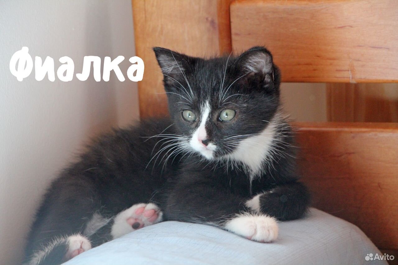 Котята 3,5 месяца купить на Зозу.ру - фотография № 2