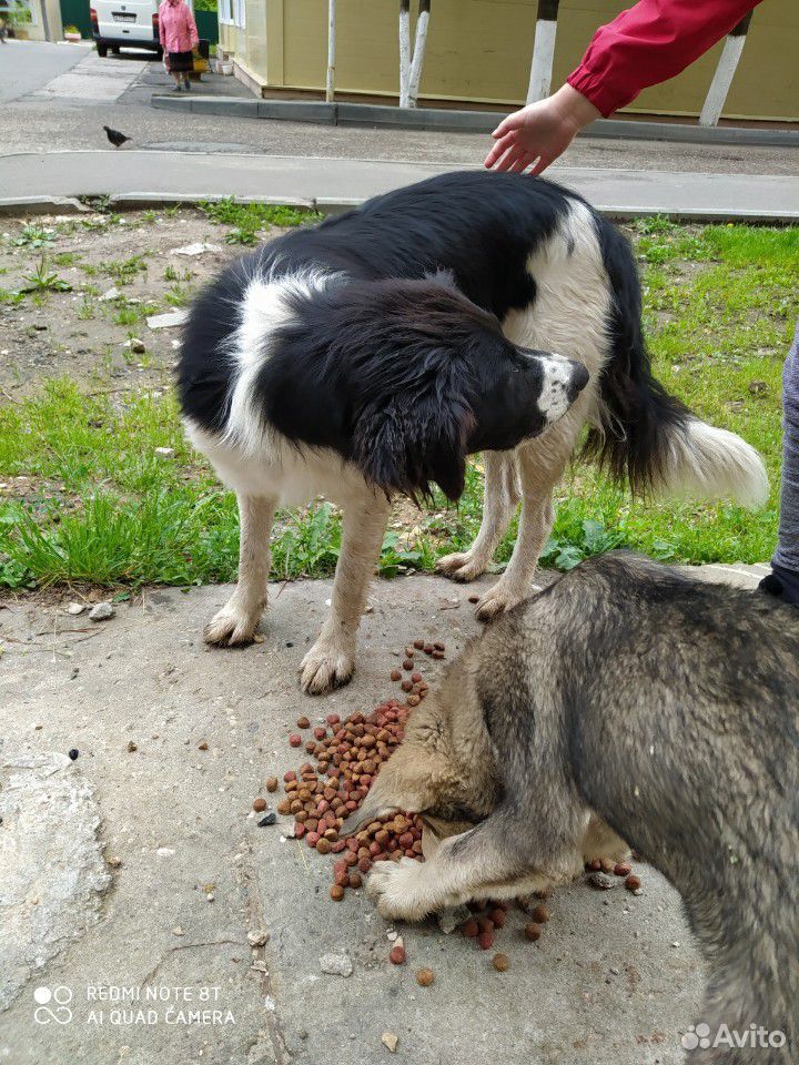 Щенок и собака в добрые руки купить на Зозу.ру - фотография № 8