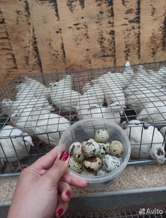 Яйца перепелиные & Перепелки купить на Зозу.ру - фотография № 1