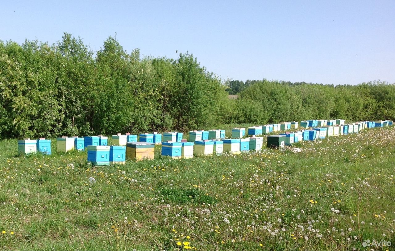 Продаем липовый мёд (Урожай 2020 года, Марий Эл) купить на Зозу.ру - фотография № 2