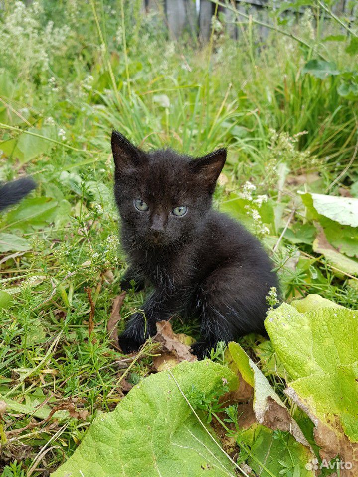 Котёнок чёрная девочка купить на Зозу.ру - фотография № 1