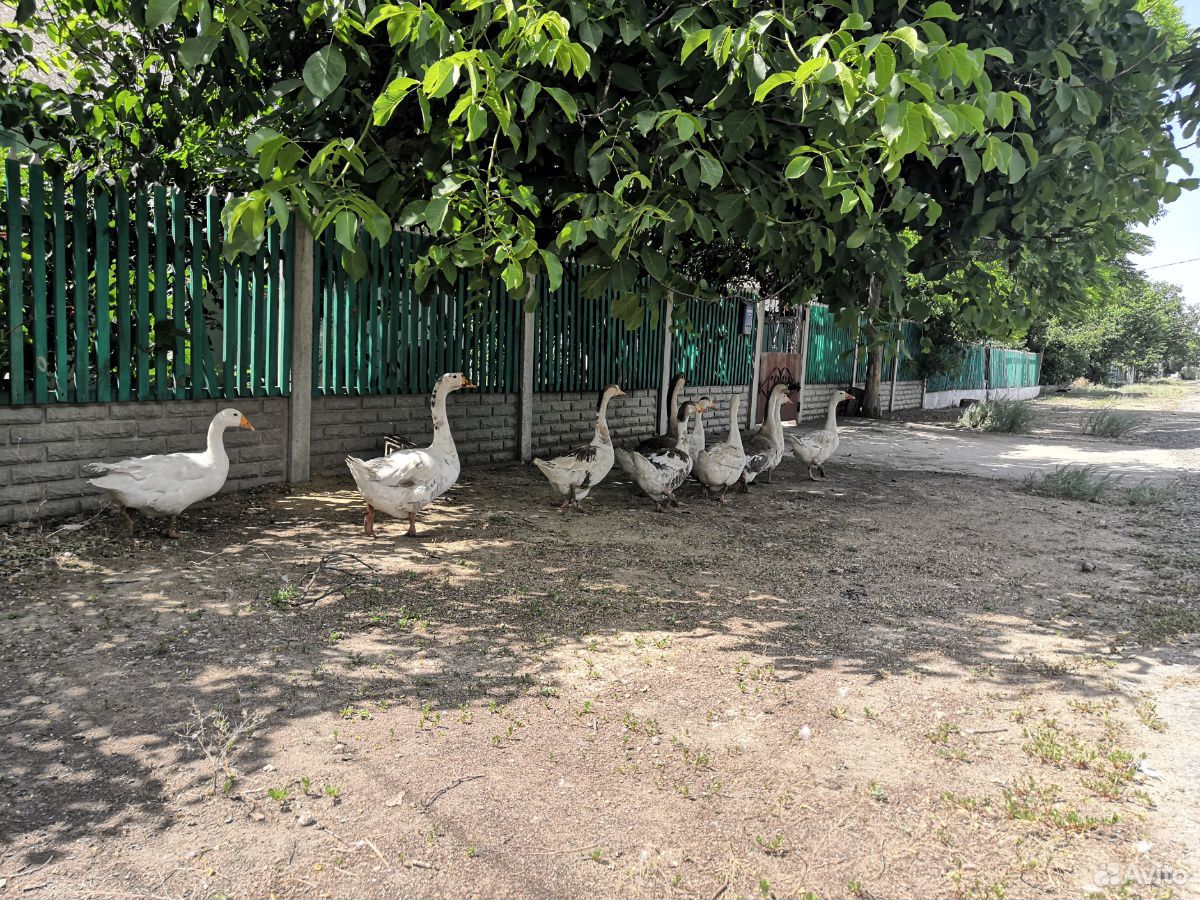 Взрослая семья гусей купить на Зозу.ру - фотография № 2