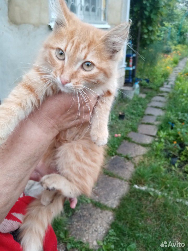 Отдам ласкового рыжего котёнка купить на Зозу.ру - фотография № 6