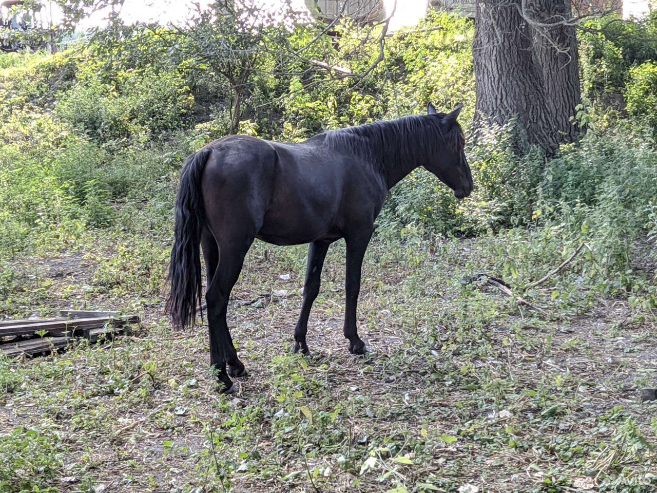 Лошадь Карачаевской породы, чёрный цвет. Сын Шайта купить на Зозу.ру - фотография № 2