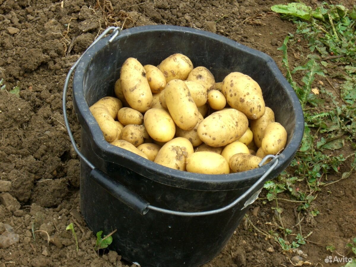 Свежий картофель купить на Зозу.ру - фотография № 1