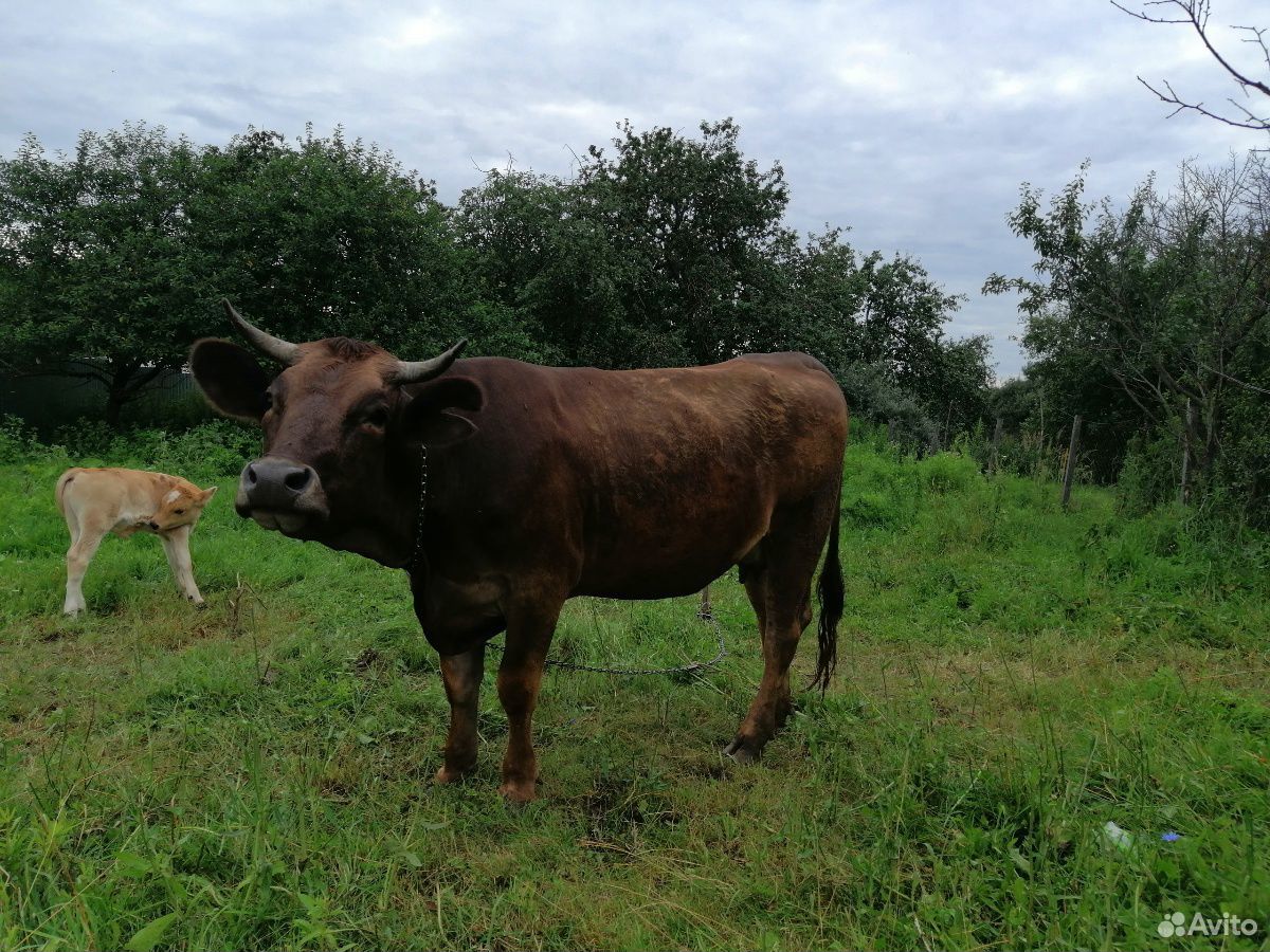Продаю 2-х коров, 2-х телят в возрасте 1 месяц купить на Зозу.ру - фотография № 3
