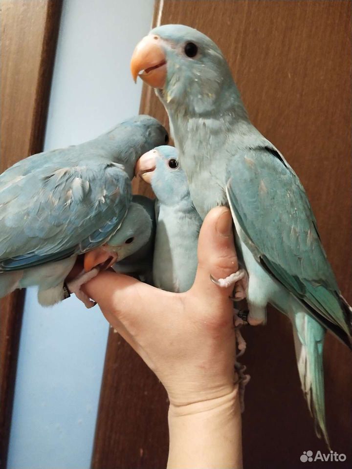 Ожереловый попугай голубой, жёлтый птенцы выкормыш купить на Зозу.ру - фотография № 2