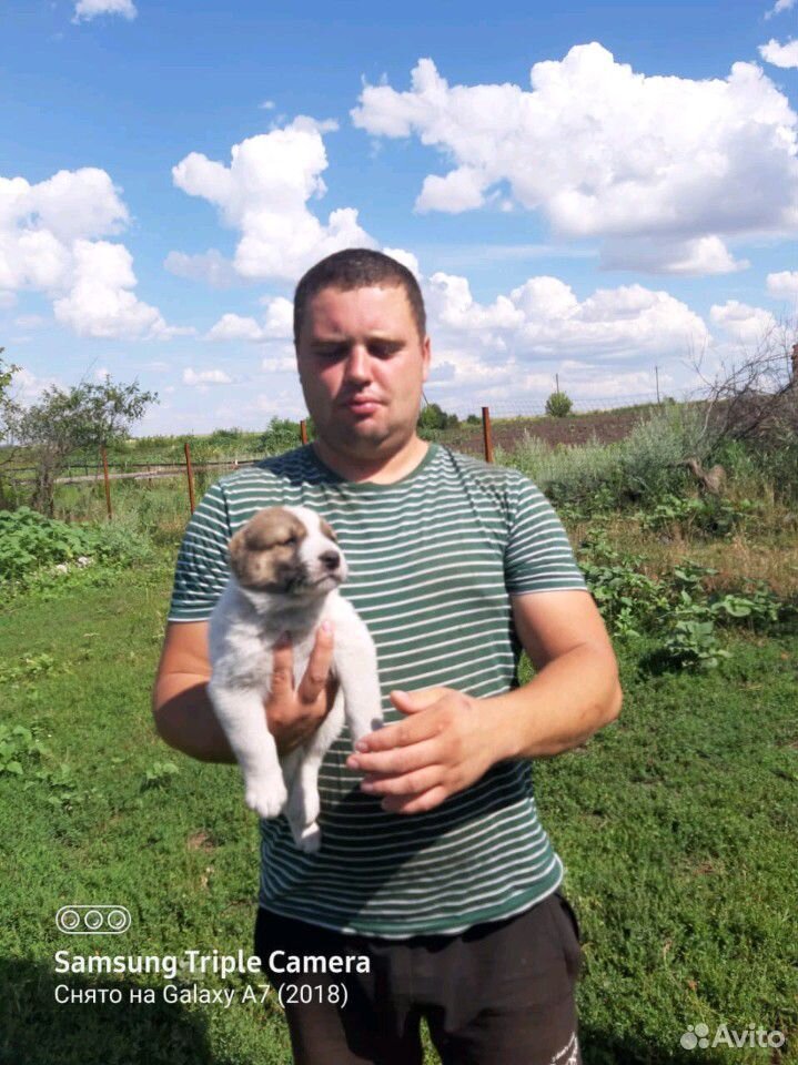 Собака сао купить на Зозу.ру - фотография № 8
