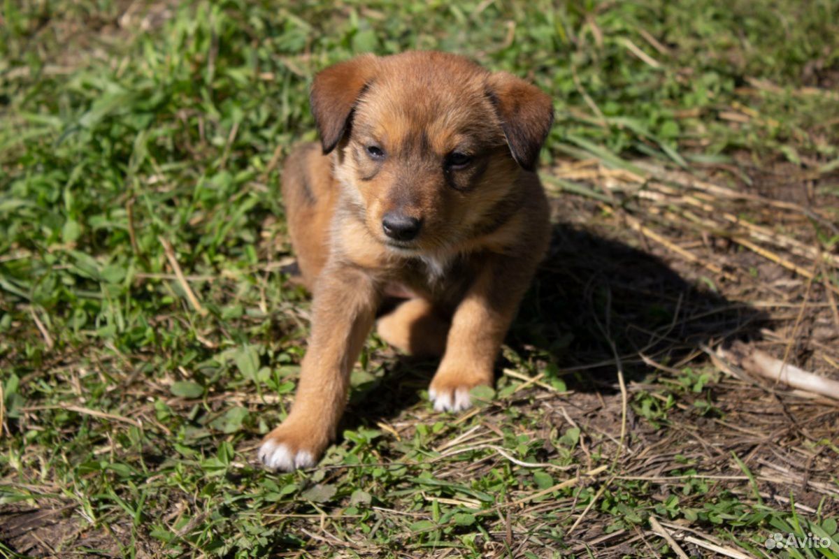 Помогите пожалуйста пристроить щенков купить на Зозу.ру - фотография № 3