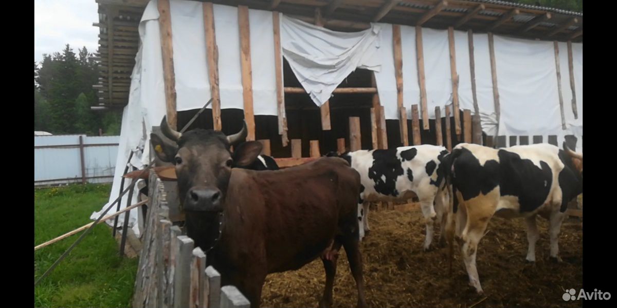 Продам коров и телок купить на Зозу.ру - фотография № 2