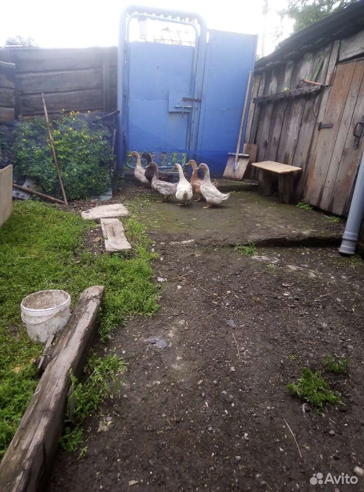 Кролики, цыплята, селезни купить на Зозу.ру - фотография № 3