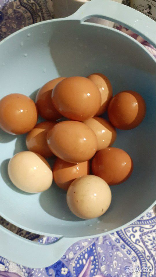 Домашние куртные яйца купить на Зозу.ру - фотография № 2