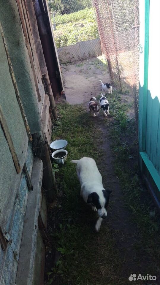Собаки купить на Зозу.ру - фотография № 6