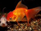 Золотая рыбка оптом и в розницу объявление продам