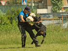 Дрессировка собак в Москве объявление продам
