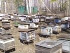 Продаются пчелосемья объявление продам