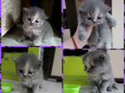 Продам персидских котят объявление продам