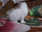 Продам Сиамскую кошку 1,5 месяца.кушает всё, к лот объявление продам