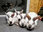 Кролики чистопородные Калифорния и бсс (большое св объявление продам