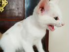 Очаровательные котята объявление продам