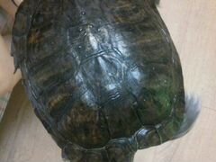 Продам взрослую красноухую черепаху