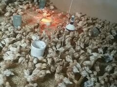Цыплята Ломан Браун несушки