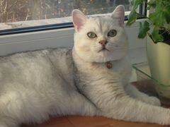 Шотландский кот серебристая шиншилла страйт вязка