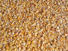 Кукуруза, ячмень, пшеница