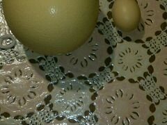 Инкубационное яйцо Черного Африканского Страуса