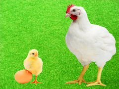 Инкубационное яйцо и сут. цыплята бройлера Кобб500