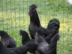 Ухейилюй: инкубационное яйцо и цыплята