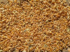 Зерно ячменя и пшеницы