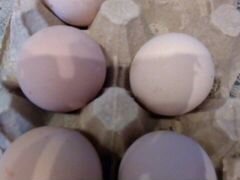Яйца инкубационные индюков кур уток перепелов