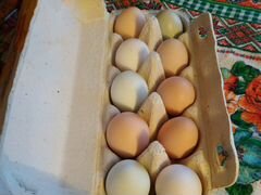Домашние яйца от разных пород кур