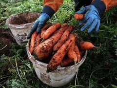 Морковь деревенская