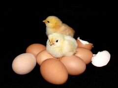 Свободное инкубационное яйцо