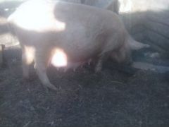 Свиноматка в положении