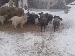 Овцы 8 штук и 7 молодых барашек один ягненок в под