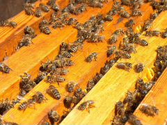 Пчелопакеты,пчеломатки бакфаст