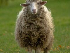 Продаю стадо овец