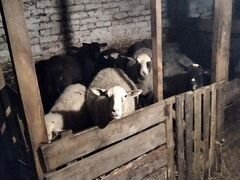 Бараны и овцы Романовской породы